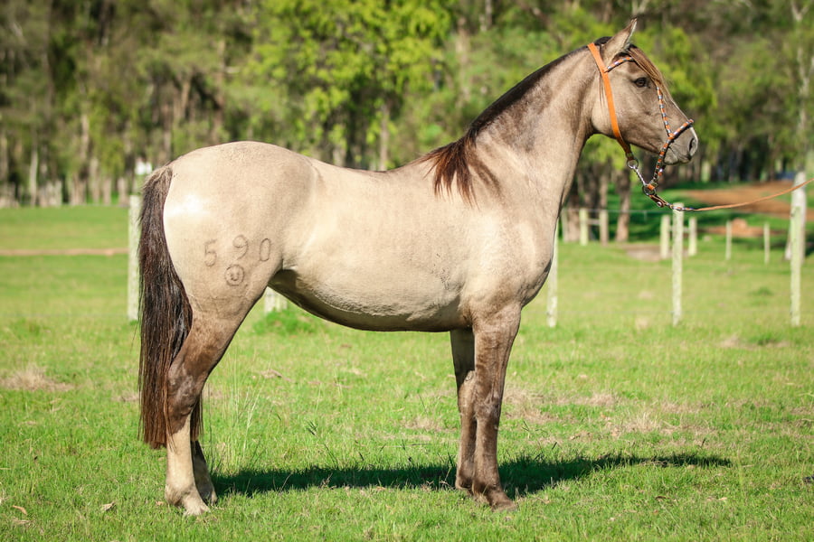 Lote Sauzalita 590 de La Casilla