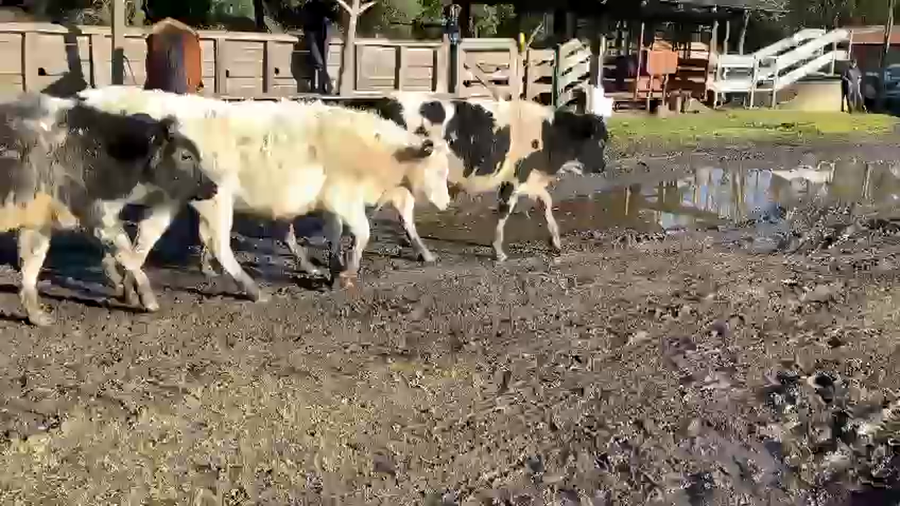 Lote 20 Ternero en Puyehue, X Región Los Lagos