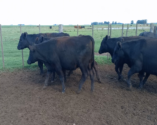 Lote 60 Novillitos en Gral. Lamadrid, Buenos Aires