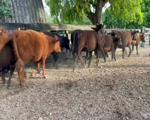 Lote 28 Terneras