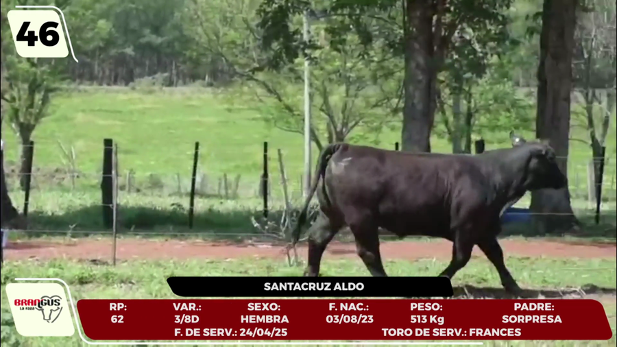 Lote LOTE 46 - CAMPO