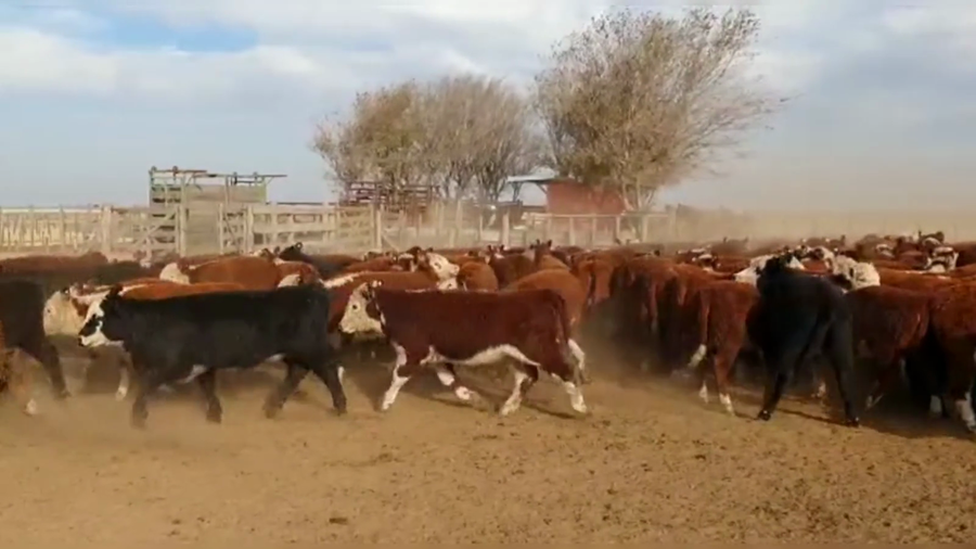 Lote 66 TERNS. HEMBRAS, LA CESIRA, PCIA. DE CORDOBA