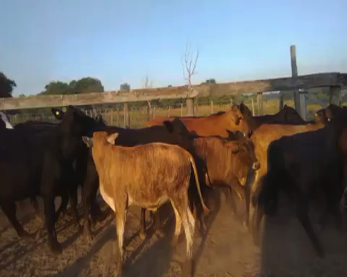 Lote 70 Terneros en Pto. Eva Perón, Chaco