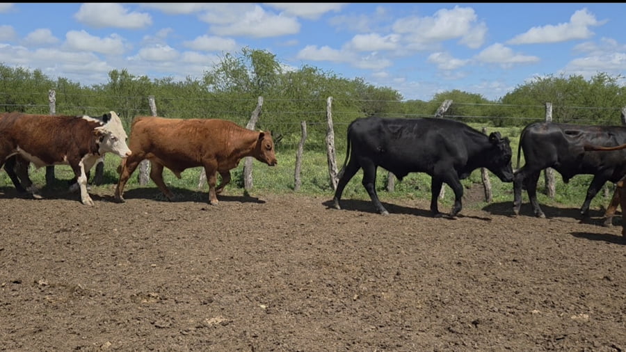 Lote 62 Novillos en Corrientes, Curuzú-Cuatiá