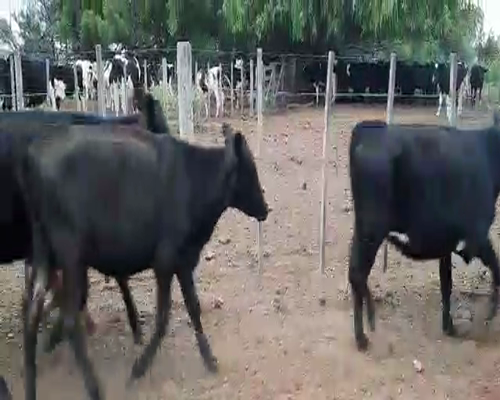 Lote 23 Terneras en Pellegrini, Buenos Aires