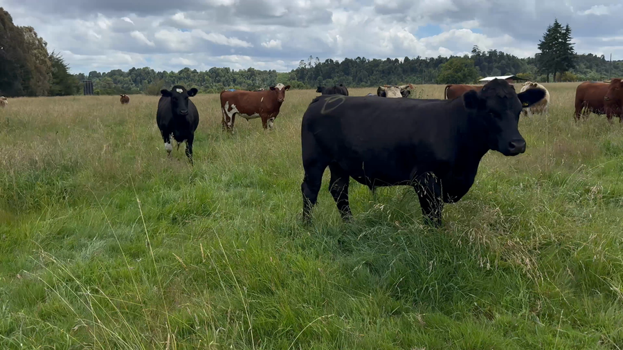 Lote 45 Novillo Gordo en Puerto Varas, X Región Los Lagos