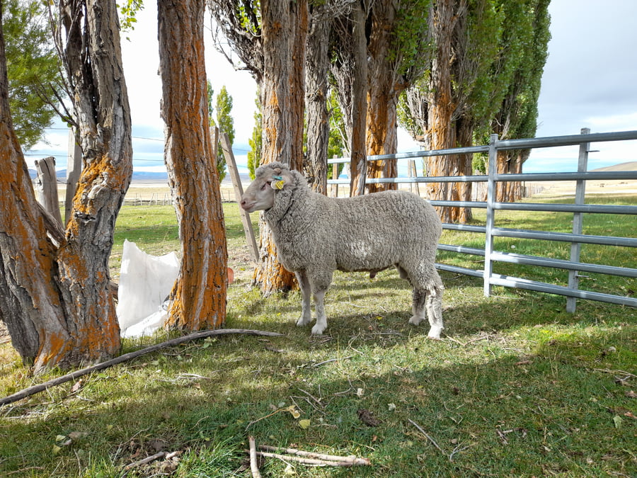 Lote Carnero TOP, 21-1441