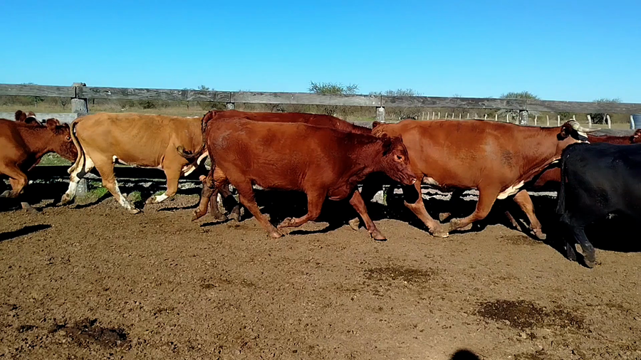 Lote 20 Vacas de invernar en Entre Ríos, Los Conquistadores