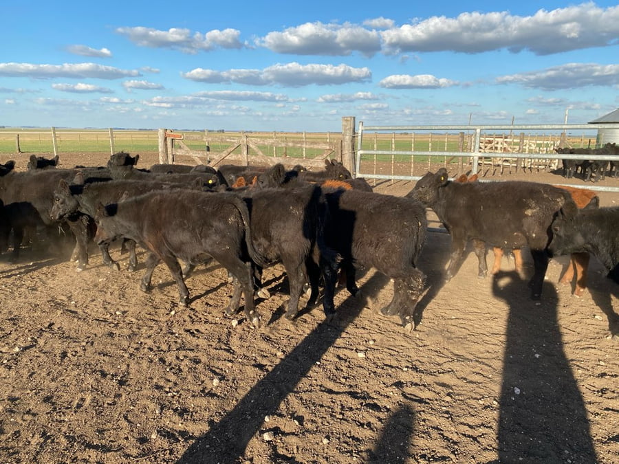 Lote 30 Terneros/as en Tres Arroyos, Buenos Aires