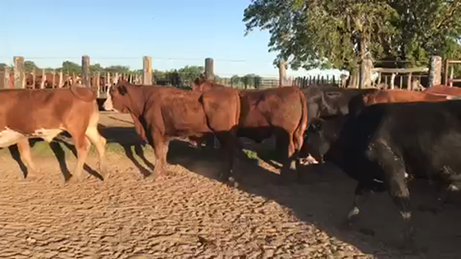 Lote 45 Novillos en Esquina, Corrientes