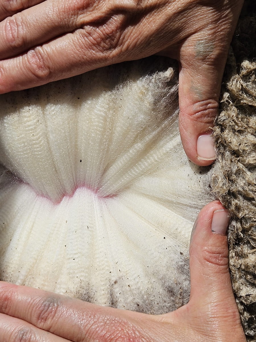 Lote Carneros a remate en Subasta Online - Nambi Guasu, Lavalleja