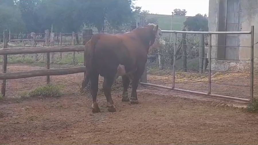Lote Toros POLLED HEREFORD a remate en #39 Pantalla Carmelo en YOUNG