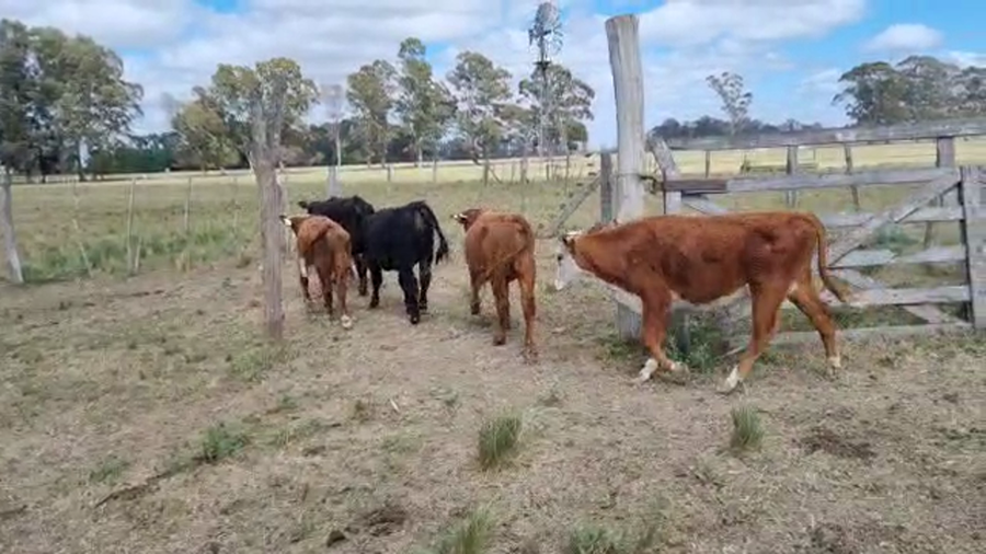 Lote 37 Terneros en Brandsen, Buenos Aires