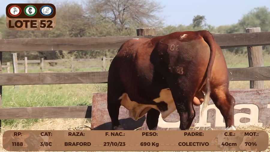 Lote LOTE 52