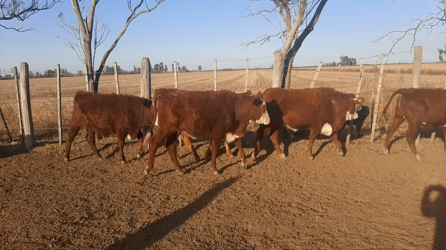 Lote 20 Terneras en Sunchales, Santa Fe