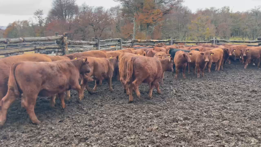 Lote 55 Ternera en Coyhaique, XI Región Aysén