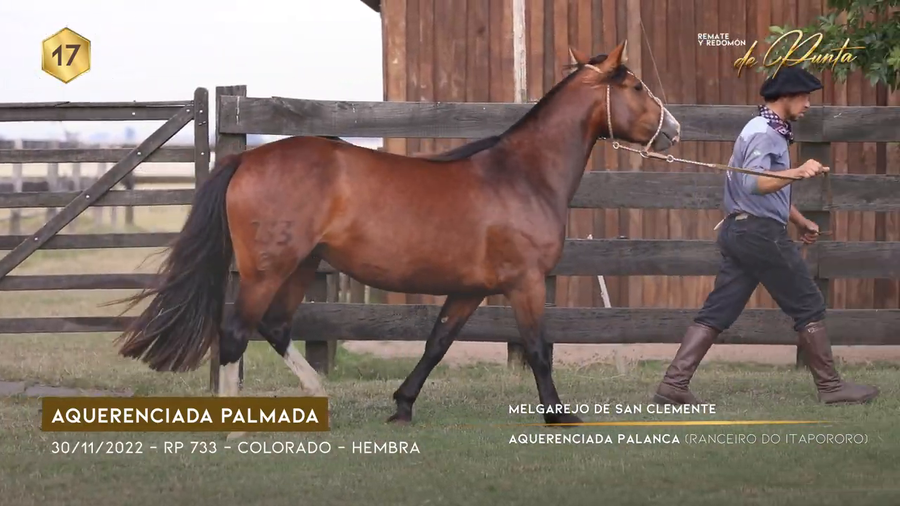 Lote AQUERENCIADA PALMADA