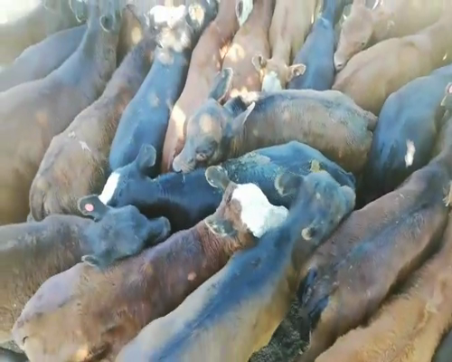 Lote 80 Terneros/as en Federal, Entre Ríos