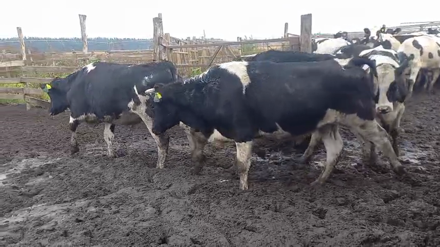 Lote 40 Novillo Gordo en Cabrero, VIII Región Biobío