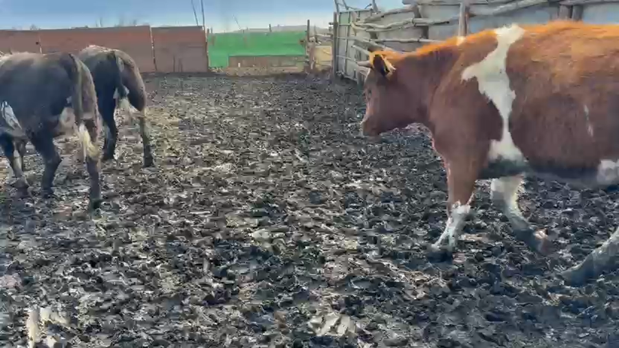 Lote 50 Vaquilla Gorda en Codegua, VI Región O-Higgins