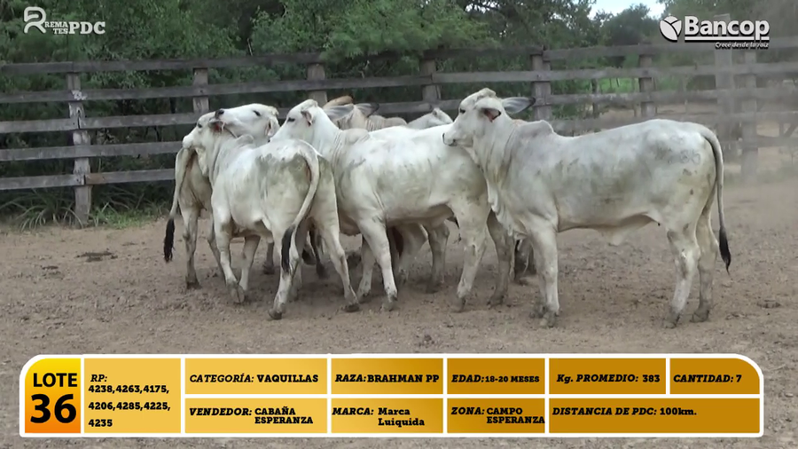 Lote 7 Vaquillas BRAHMAN PP a remate en Viernes 30 de mayo- Remates PDC, Boquerón