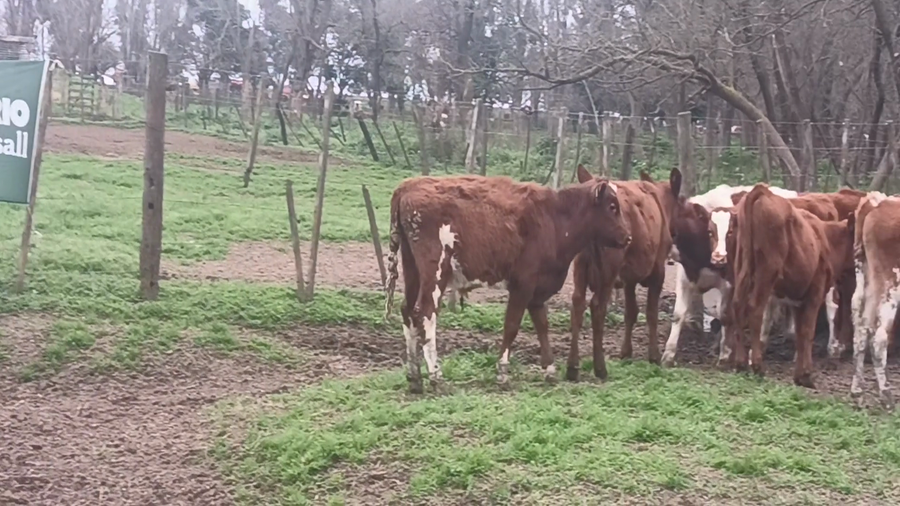 Lote 53 Terneros en 30 de Agosto