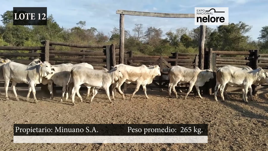 Lote Expo Nacional Terneras - Lote 12