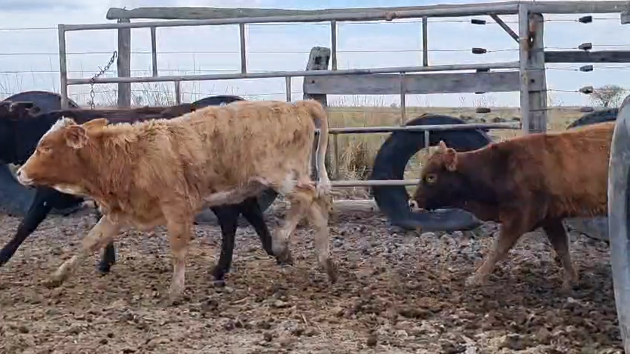 Lote 70 Terneras