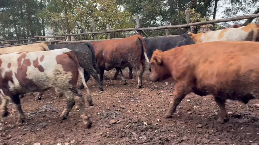 Lote 20 Novillo Gordo en Talca,  VII  Región Maule