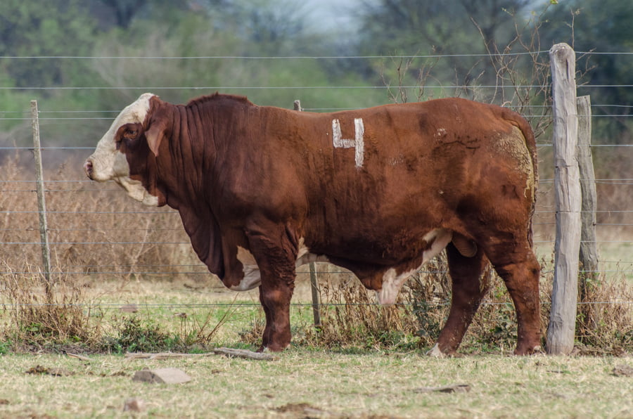 Lote Corral 12/13 - CABAÑA MILENA