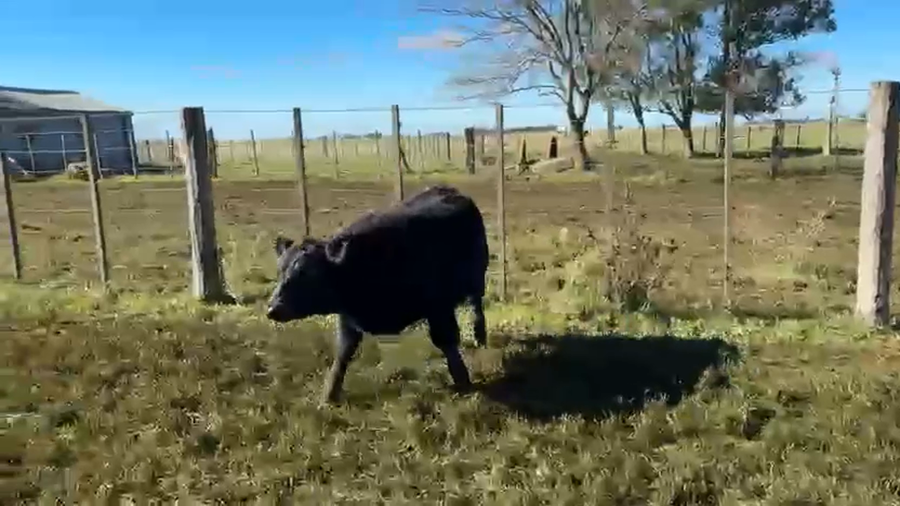 Lote 50 Terneros en Buenos Aires, Ayacucho