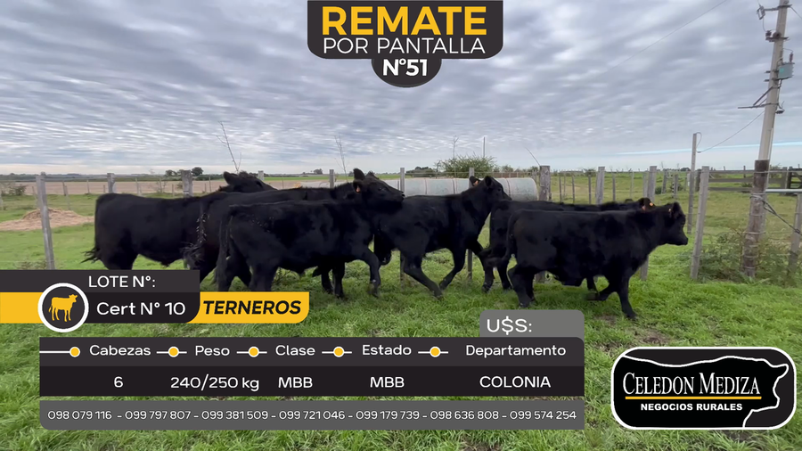 Lote 6 Terneros en Otra Localidad, Colonia