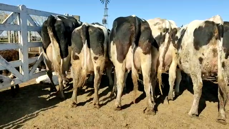 Lote Primoletti Raul - Vaquillona Preñadas