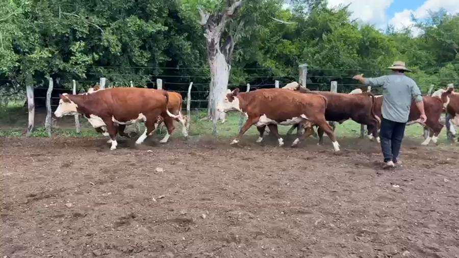 Lote 18 Vacas de invernar