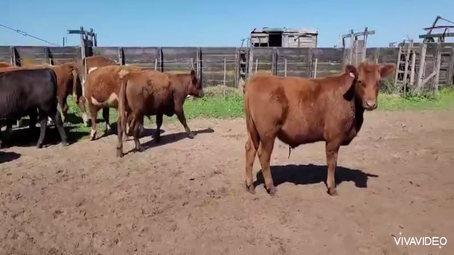 Lote 114 Terneros
