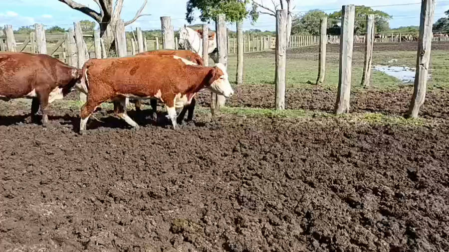 Lote 46 Vacas nuevas C/ gtia de preñez