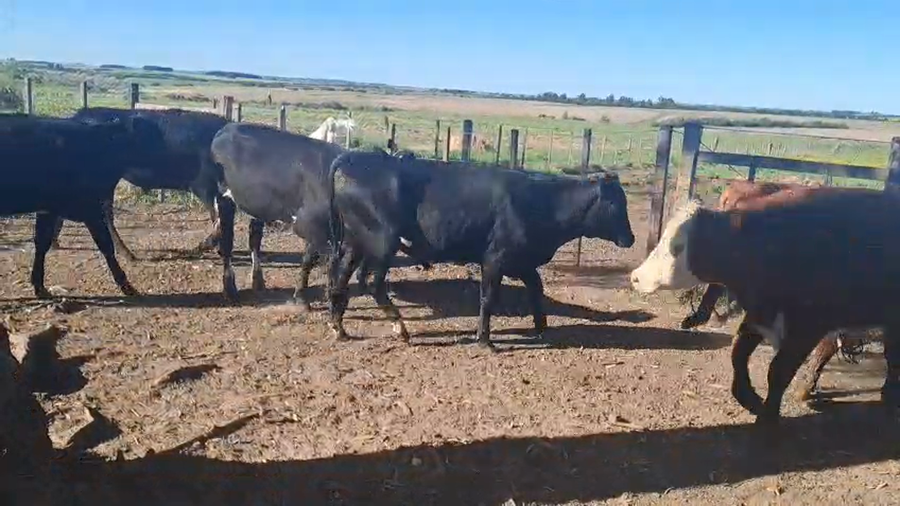 Lote NOVILLOS 1 a 2 AÑOS