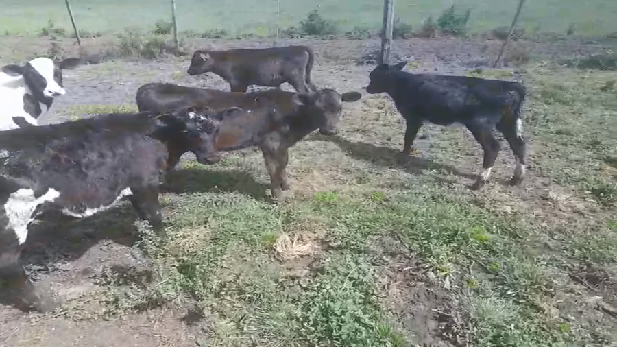 Lote 12 Terneros y Terneras a remate en Pantalla Camy, San José