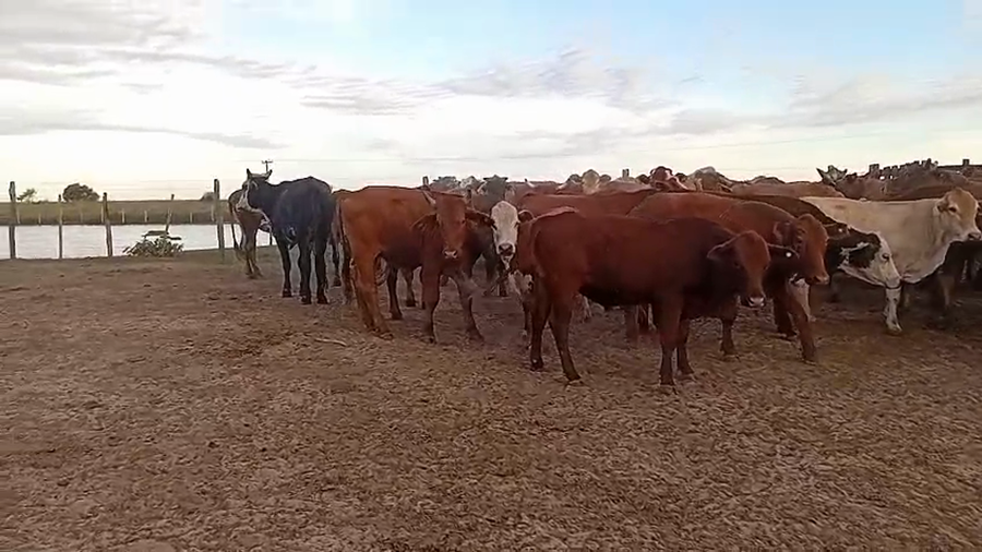 Lote 50 Novillos en Corrientes, Virasoro