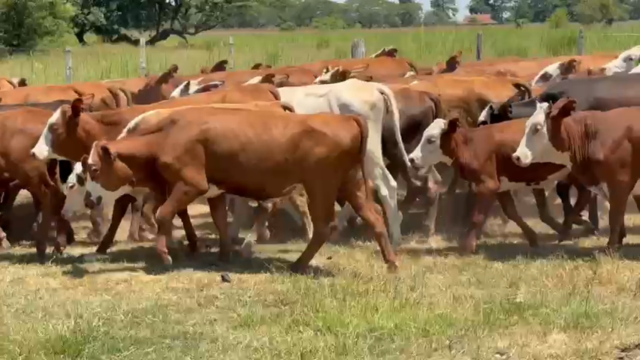 Lote 70 Vaquillonas en Corrientes, San Miguel
