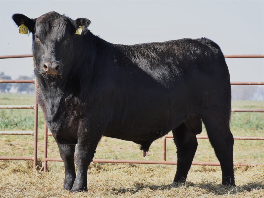 Lote TOROS (Corral 8)