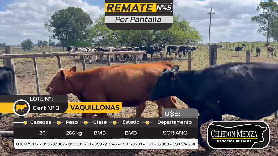 Lote 26 Vaquillonas  en Cuchilla del Perdido, Soriano