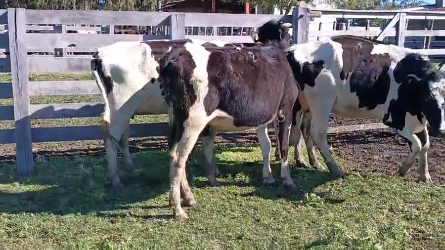 Lote 4 Vaquillonas  a remate en Pantalla Camy 400kg - , San José