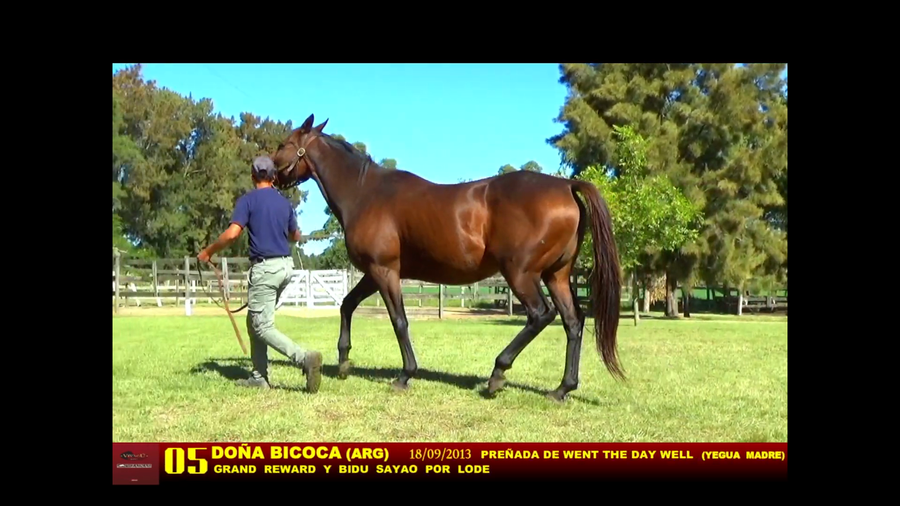 Lote DOÑA BICOCA (ARG)