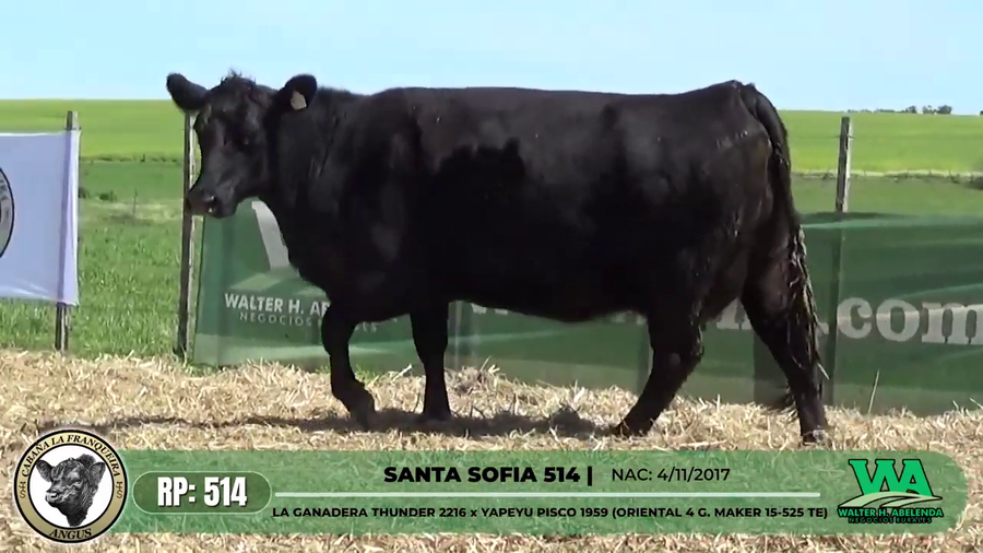 Lote SANTA SOFIA 514
