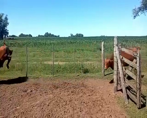 Lote 12 Terneros en Pueblo Italiano, Córdoba