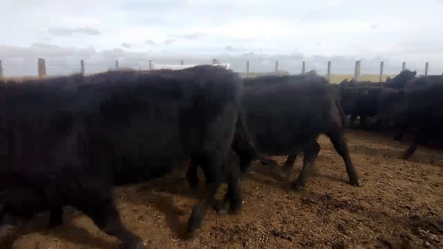Lote 44 Terneros en Olavarría