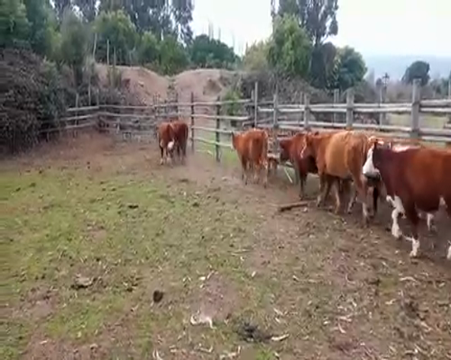 Lote 59 Ternera en Puchuncaví, V  Región Valparaíso