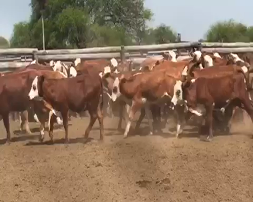 Lote 110 Terneros en Riacho He-He, Formosa