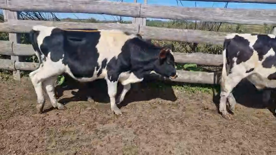 Lote 8 Vaquillonas preñadas a remate en Pantalla Camy, San José